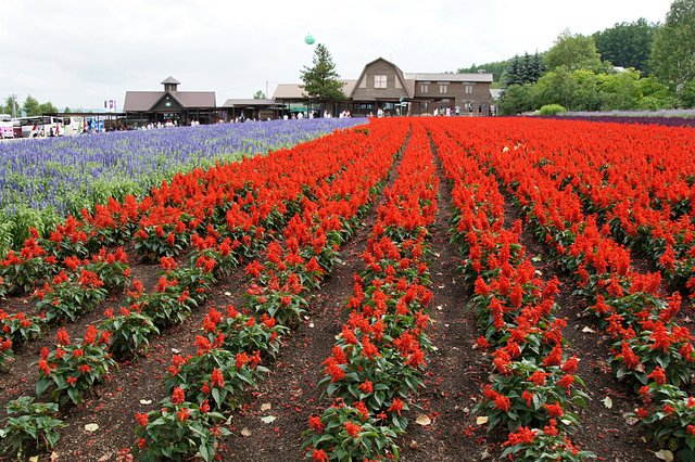 Japan-Hokkaido12802-1746.jpg