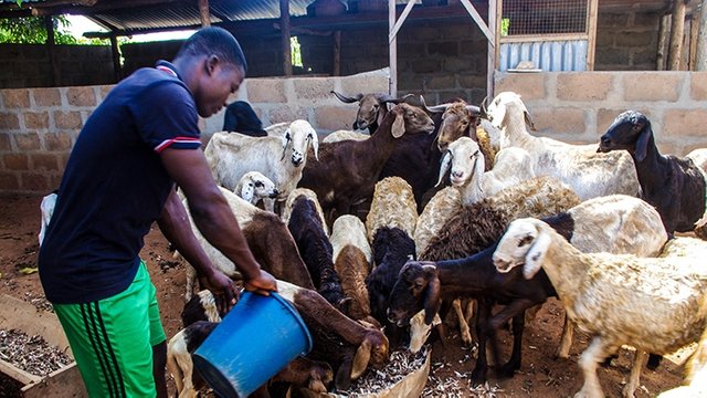tg-healthier-livestock-means-wealthier-farmers-in-togo-735x490.jpg