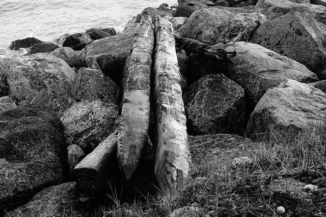 Logs Washed Up On The Shore.JPG