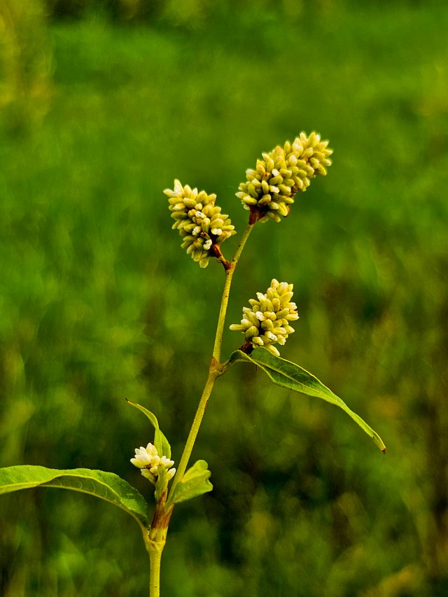 IMG-20250610-WA0033_1.jpg