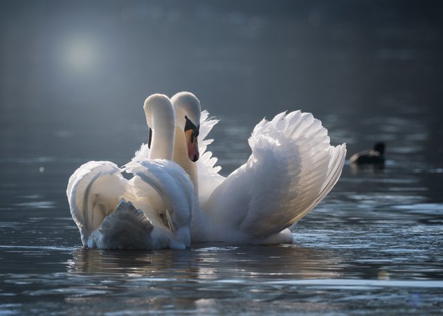 swan-4013225_1920.jpg