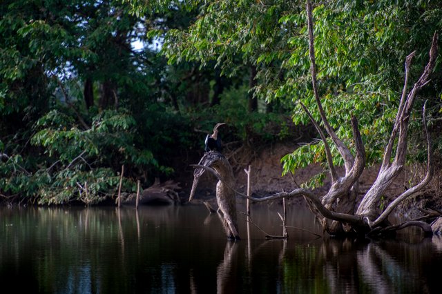 Wildlife Rio Negro Costa Rica20140226-0746.jpg