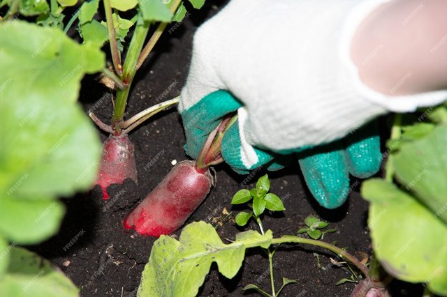 gloved-hand-picks-radishes-from-garden_295890-700.jpg