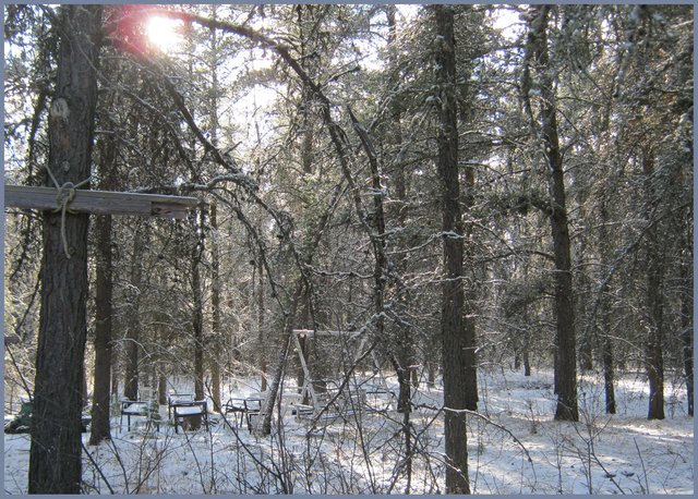 sunlightin pines by fire pit with light snow April 30.JPG