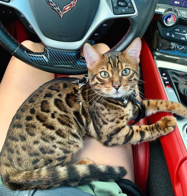 Cat on the lap in car