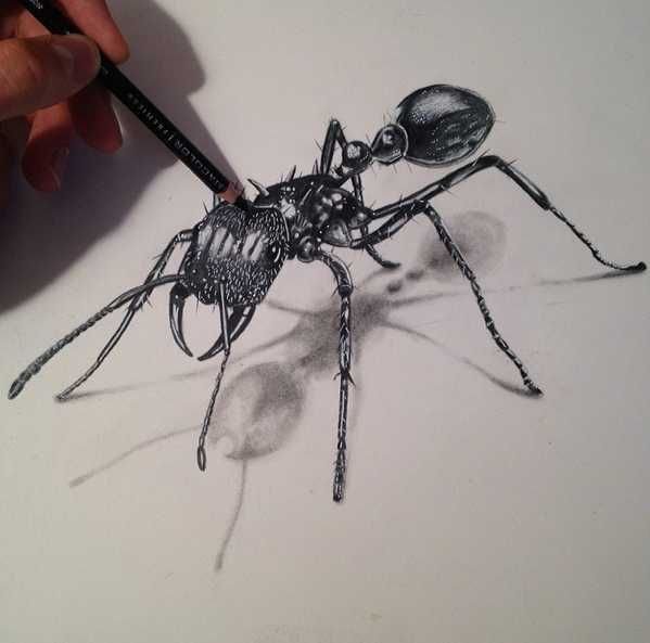 Been drawing insects with Markers and Pencil crayons_ Here's an Ant! -  post.jpg