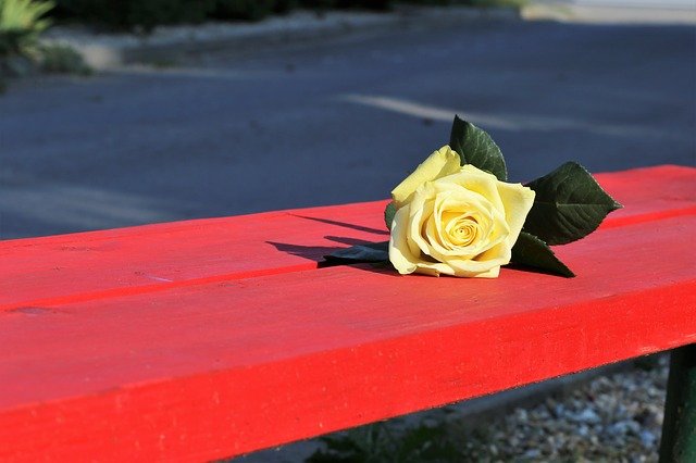 yellow-rose-on-red-bench-3624471_640.jpg
