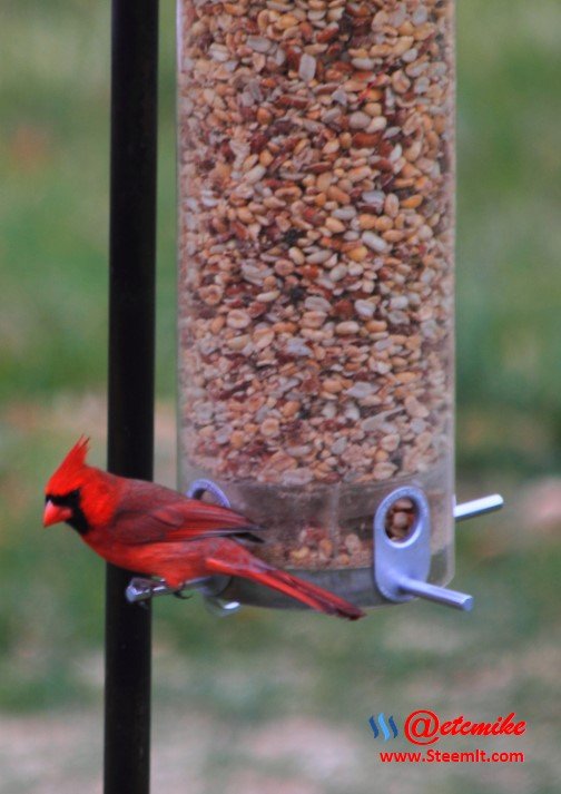 PFW0017.JPG Northern Cardinal