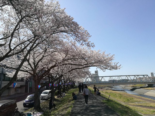 Sakura6.jpg