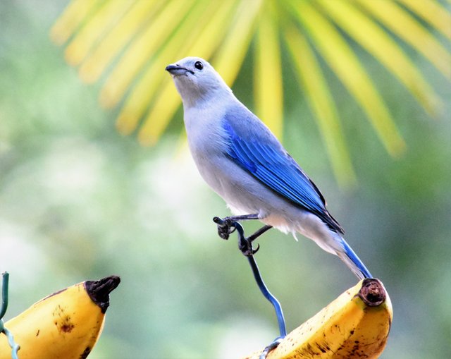 Blue-Gray Tanager_4241 Los Torrales.JPG