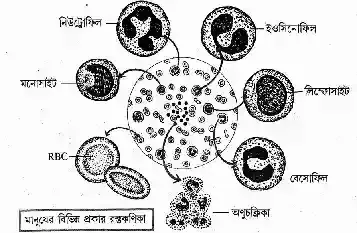 white-blood-corpuscles-or-wbc.webp