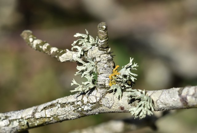 lichen macro 7.jpg