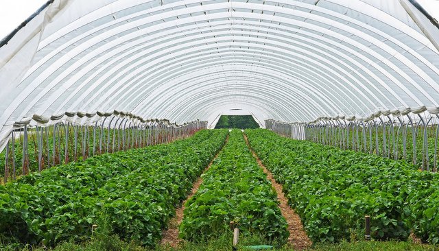 strawberry-field-ge7c347695_1920.jpg