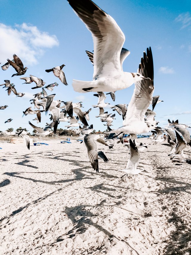 flock-of-flying-gulls-above-shore-1974491.jpg