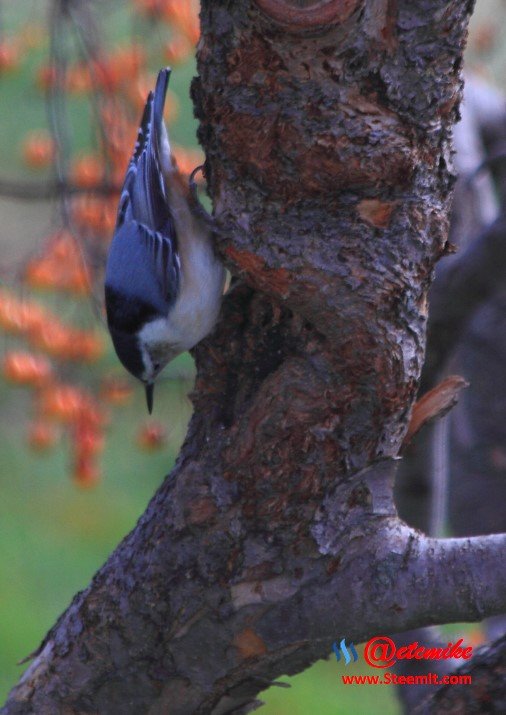 White-breasted Nuthatch PFW001.jpg