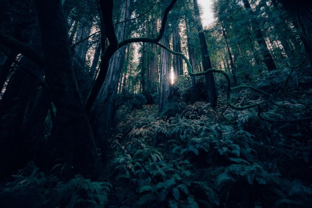 dark-1837186_1280.jpg