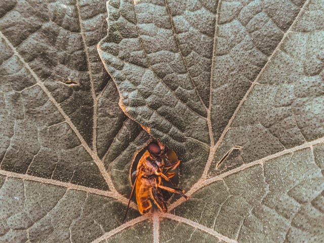 LMC_20220622_104059865_Copy_of_--Macro_Colors_by_Riyan_(lmc8.4).PORTRAIT.jpg
