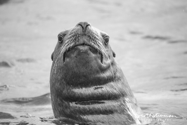 Stellar Sea lion-13.jpg