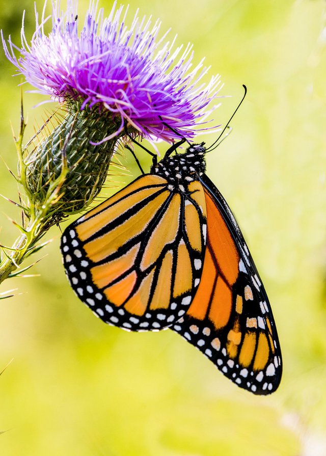 Monarch & Thistle_.jpeg