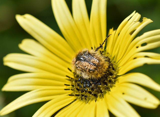 bugs yellow daisy 4.jpg