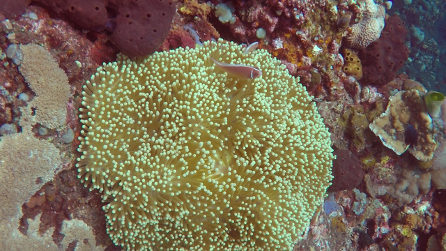 scuba-reef.png