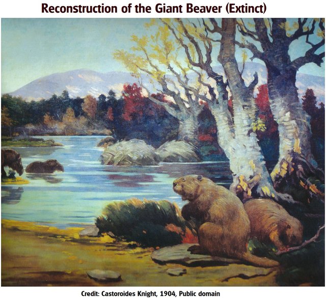 giant beaver 2 reconstruction Castoroides_Knight 1904 free.jpg