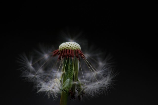 dandelion-small.jpg