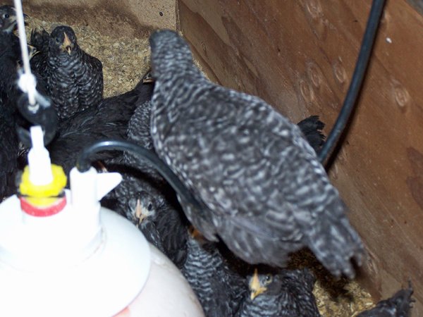 Broilers - why the waterer leaked crop June 2019.jpg