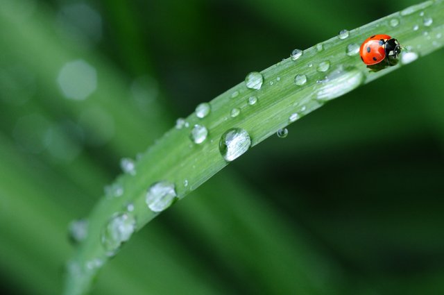 animal-dew-drop-of-water-40731.jpg