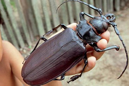 Escarabajo-titan.jpg