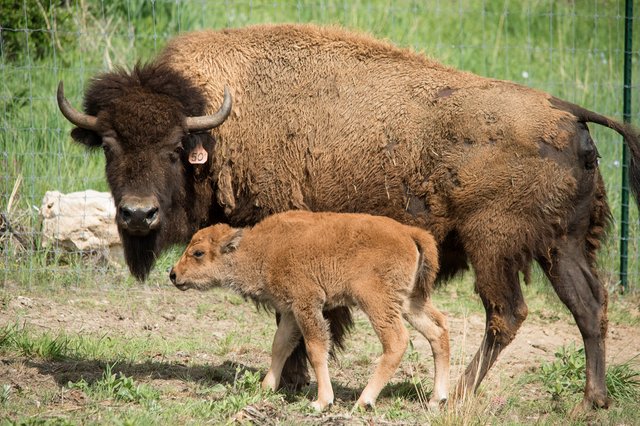 bison and babe.jpg