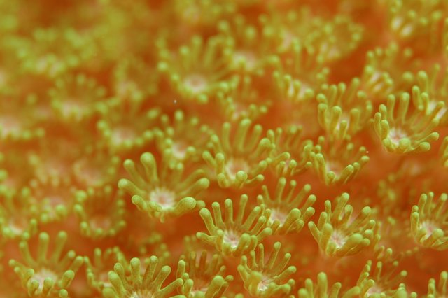anemone-corals-sea-anemone-42258.jpg