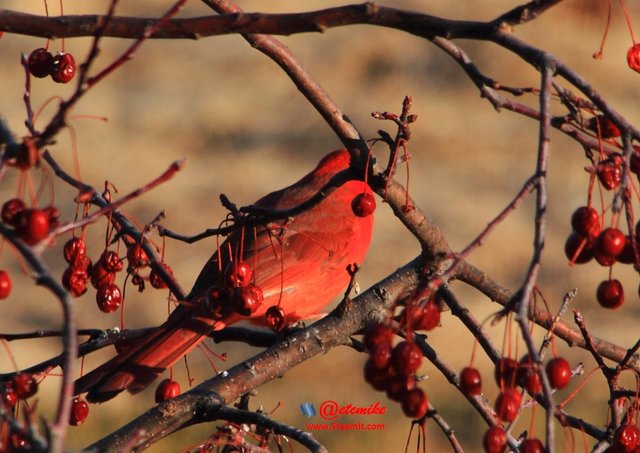 Northern Cardinal IMG_0132.JPG