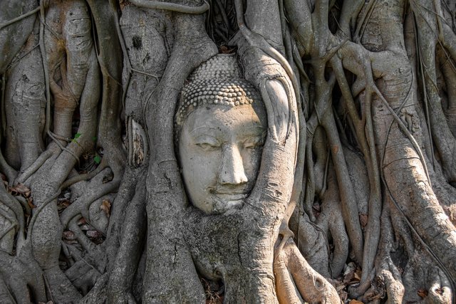 412-buddha-Dschungel-Jesus-Bewusstsein-5158650_1280_Pixabay_kmarius.jpg