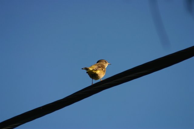 morning bird 3.jpg
