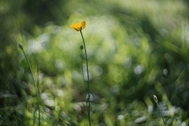 buttercup bokeh 3.jpg