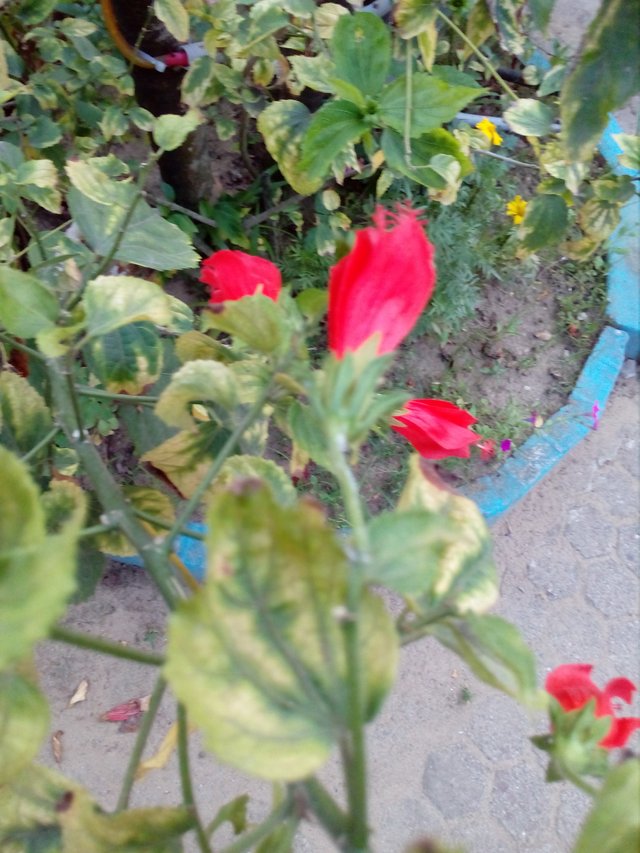 IMG_20180414_171205.jpg