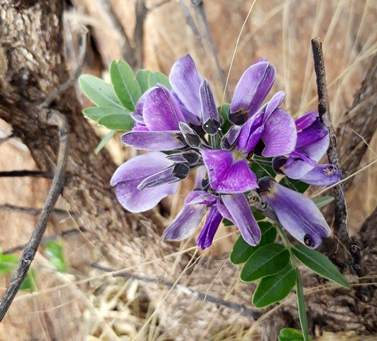 cork bush flower.jpg