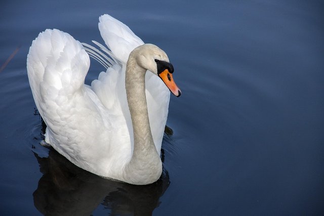 swan-319379_1280.jpg