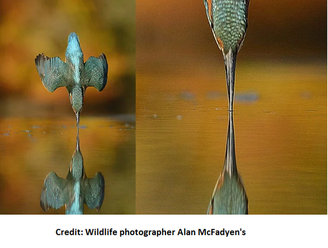 Wildlife photographer Alan McFadyen's.png