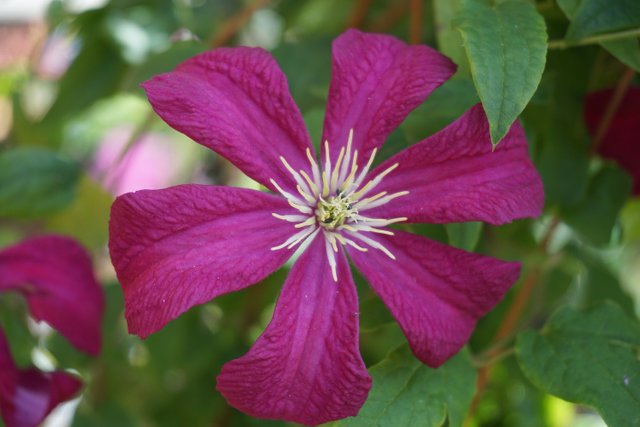 Clematis English Country Garden Flower.JPG