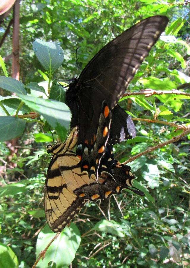 dark morph tigerswallowtail mating 2018.jpg