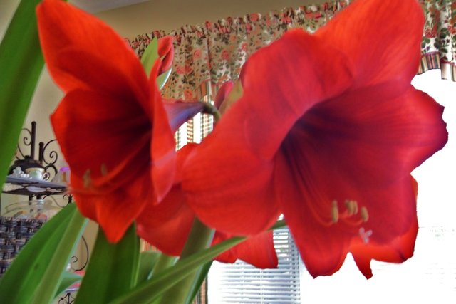 Amaryllis 2014.jpg