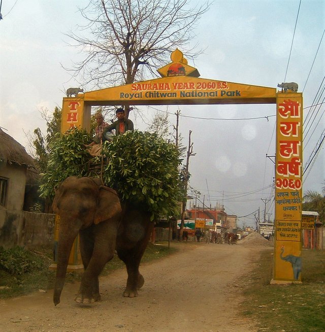 elephant chitwan.JPG