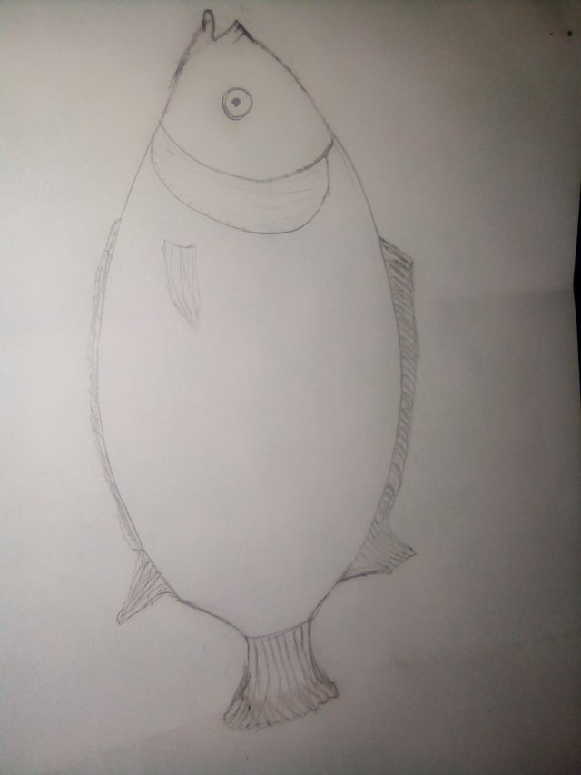 How to Draw a Simple Tilapia for Kids