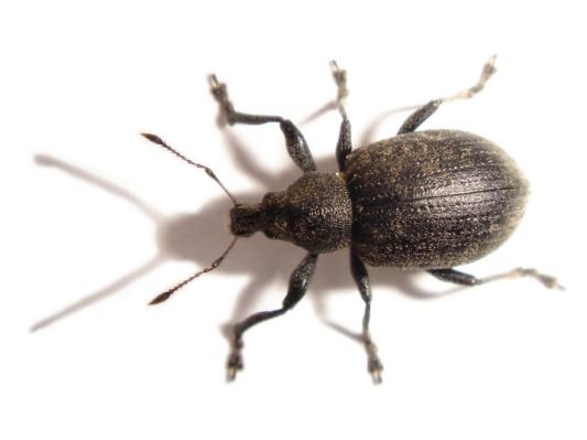 weevil_1.jpg.cf.jpg