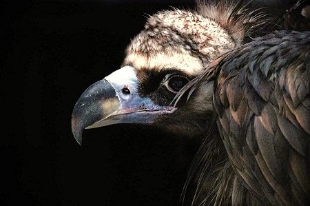 vulture-7690279_1280.jpg