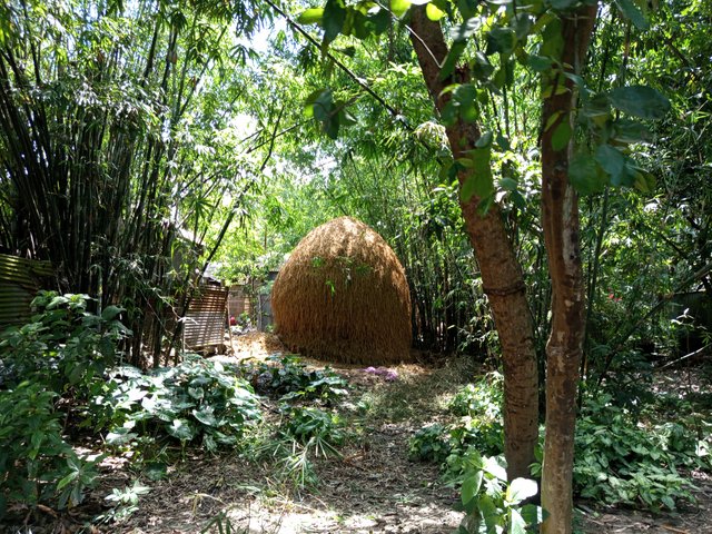 nature (4).jpg