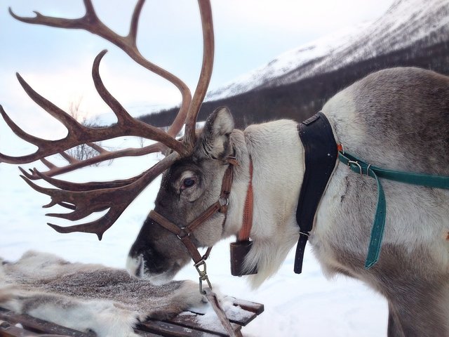 North Europe Sweden Lapland Guide - Reindeer Tours.jpg