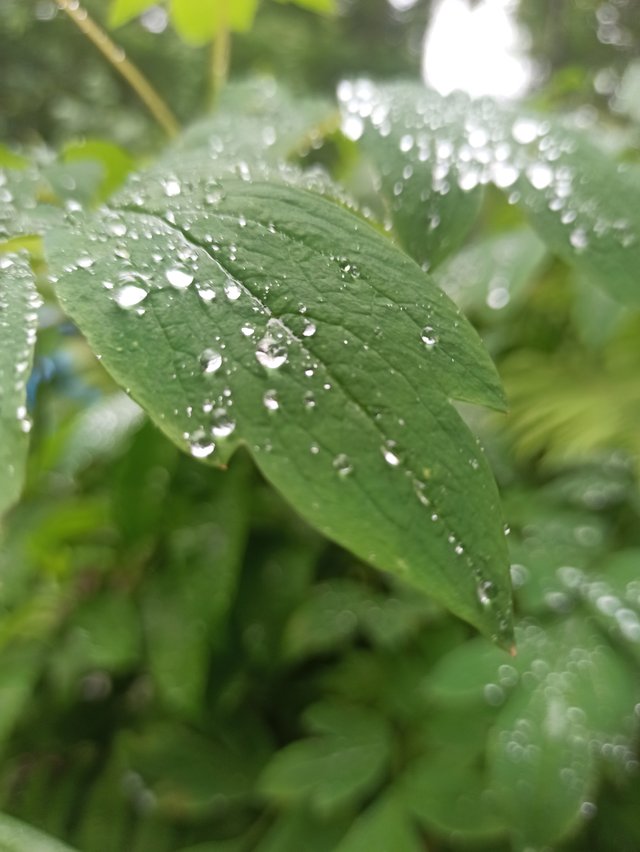 IMG_20250625_113626.jpg